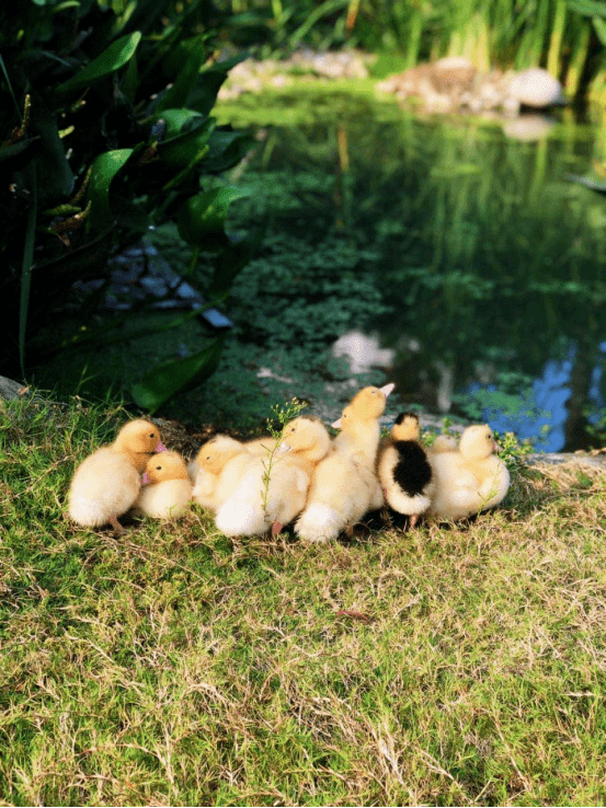 
大北郊 冲鸭！|ayx官网(图23)