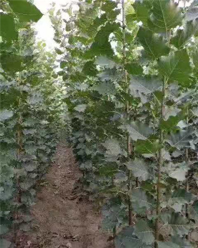 爱游戏（ayx）中国官方网站