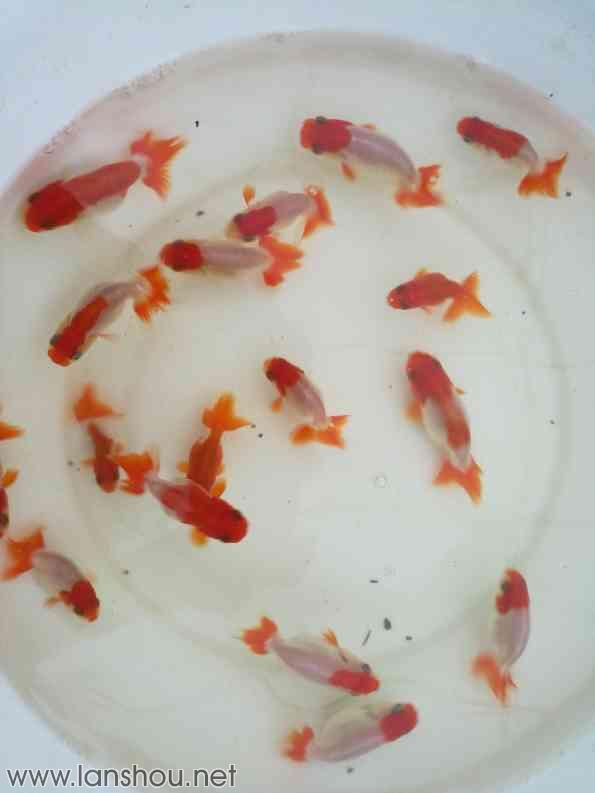 
2-2到6-2！欧冠冠军12分钟轰4球终结悬念 创65年神迹_爱游戏（ayx）中国官方网站