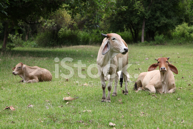 爱游戏（ayx）中国官方网站_焦点访谈：管不住的焦化厂？是管不了还是不想管？